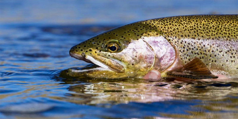 25 Teste Per Jig Trout Magnet - LELAND LURES - Nuove, Per Pesca In Acqua Dolce E Salata!